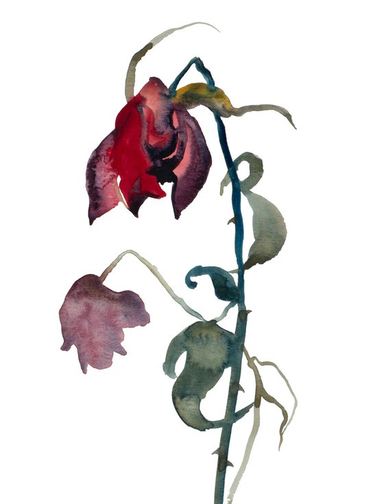 Rose Study No. 72