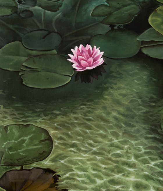 Water lily