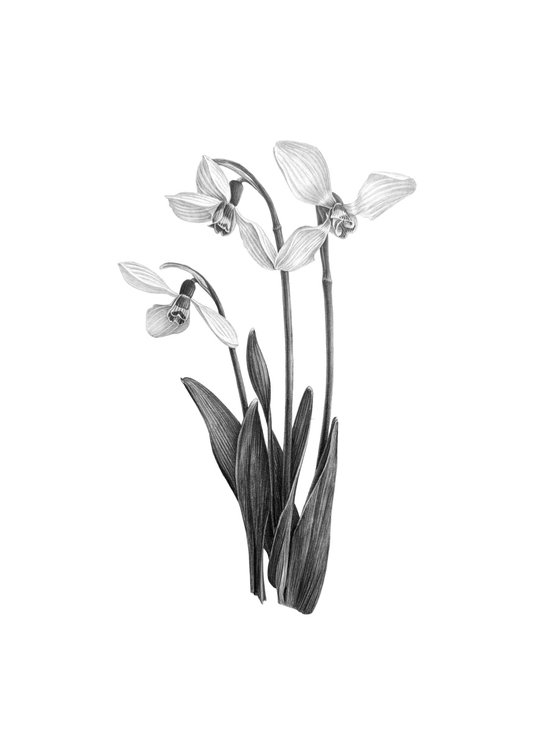 Snowdrops, botanical illustration