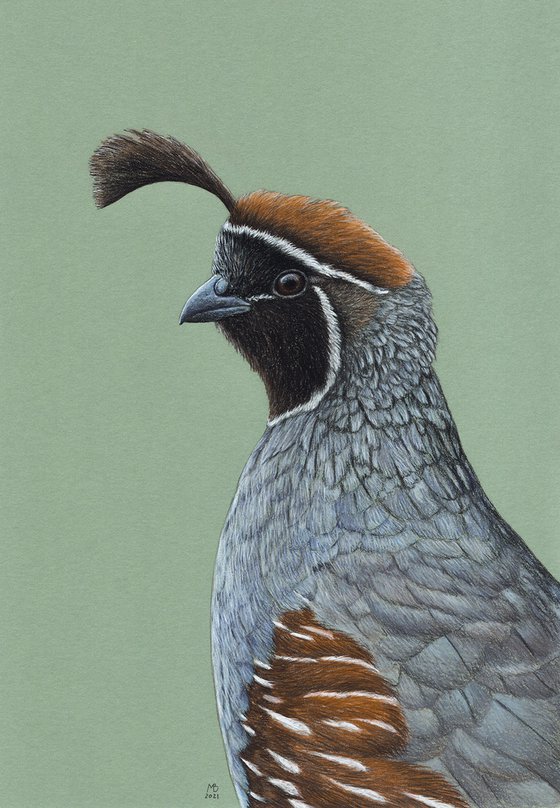 Original pastel drawing bird "Gambel's quail"