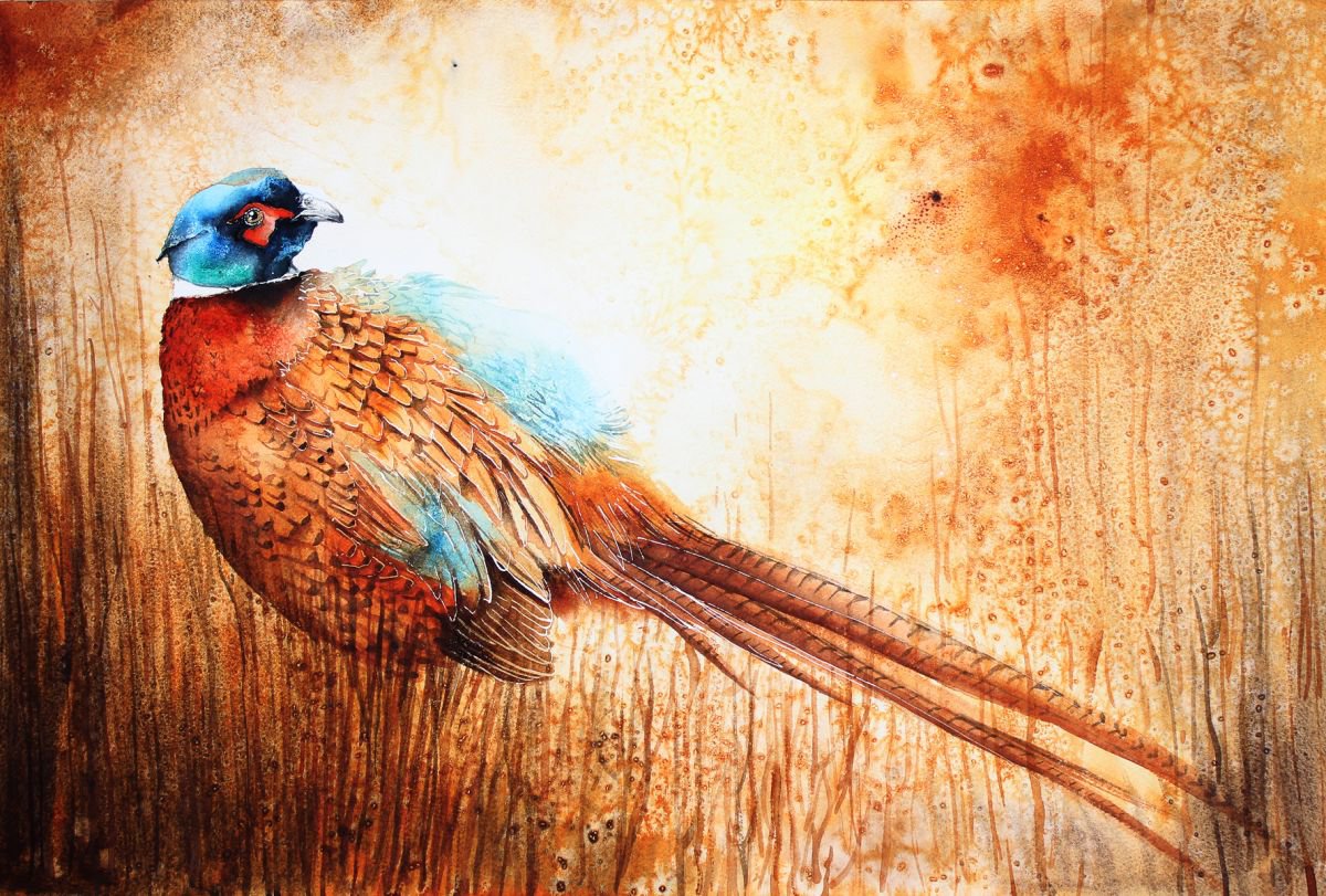 Pheasant, wildlife, bird, watercolour painting by Karolina Kijak