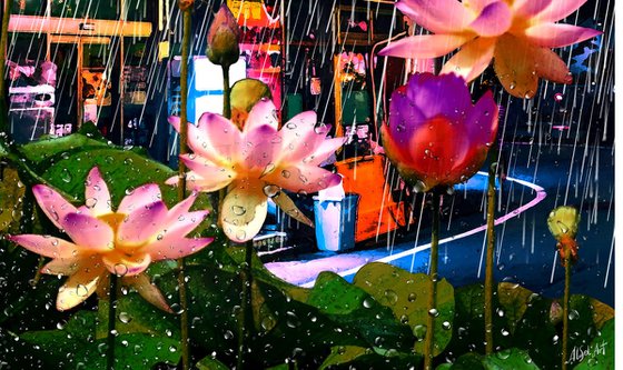 Lotuses in the Rain