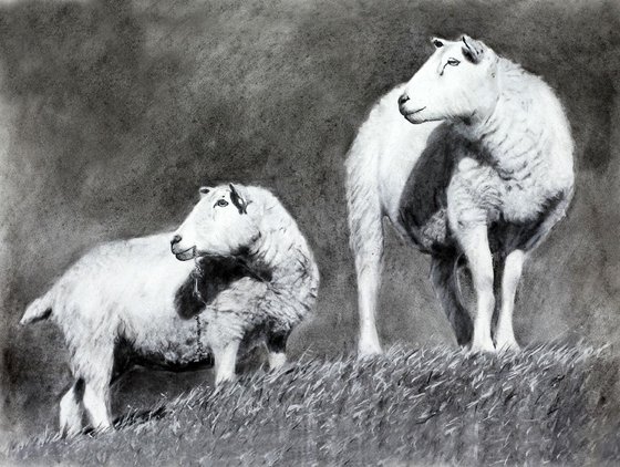 Sheep at Harden Moss