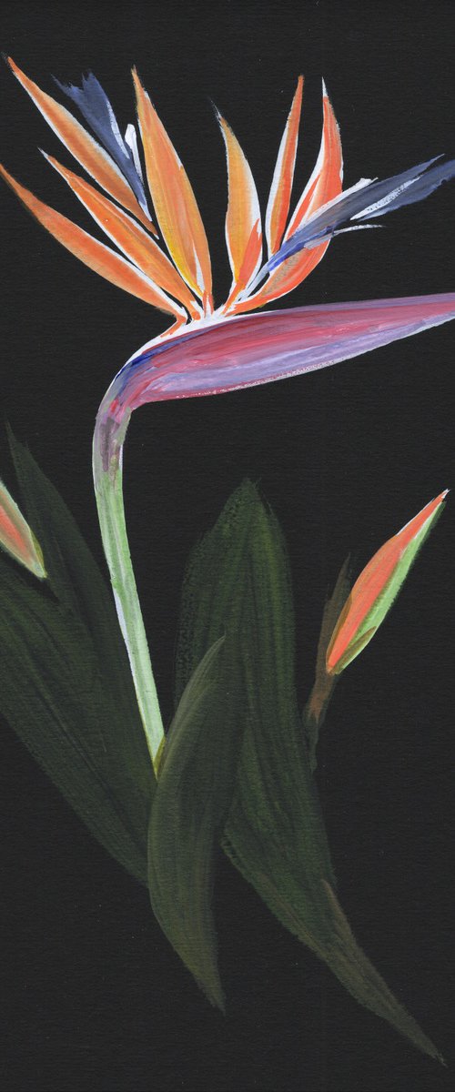 Midnight Bird of Paradise by Hai Doan