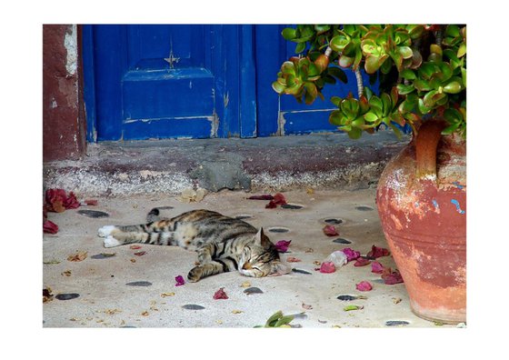 Greek Sleep - Greek Cat Resting, Oia, Santorini, Greece