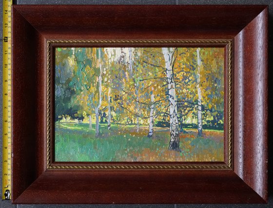 Birch trees at sunset in September