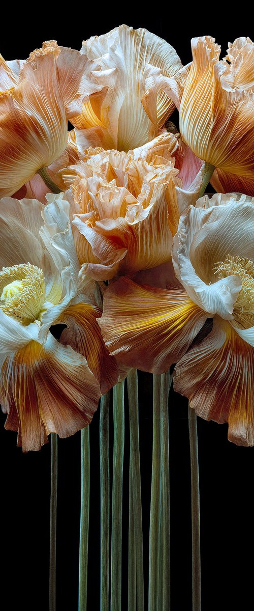 Golden Ruffles by MICHAEL FILONOW