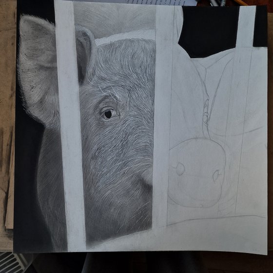 "Nosey"