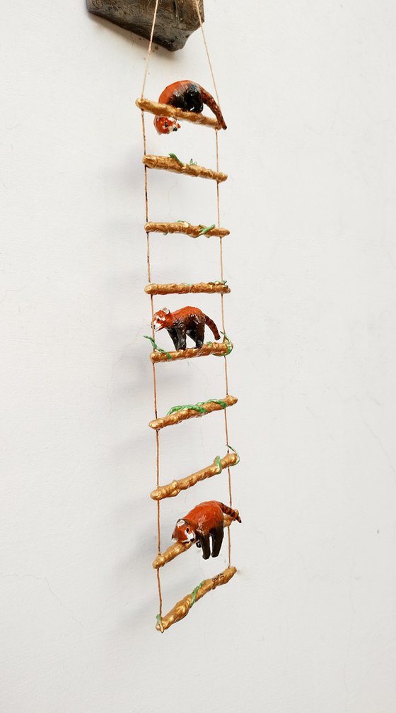 Red pandas climbing the ladder