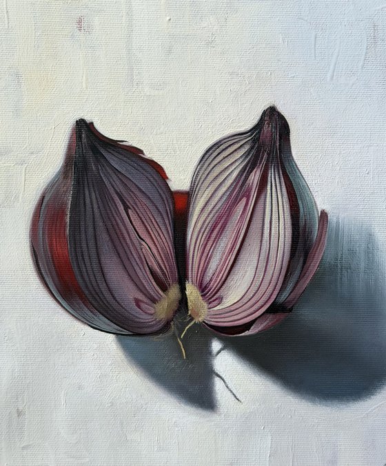 Onion. Still life