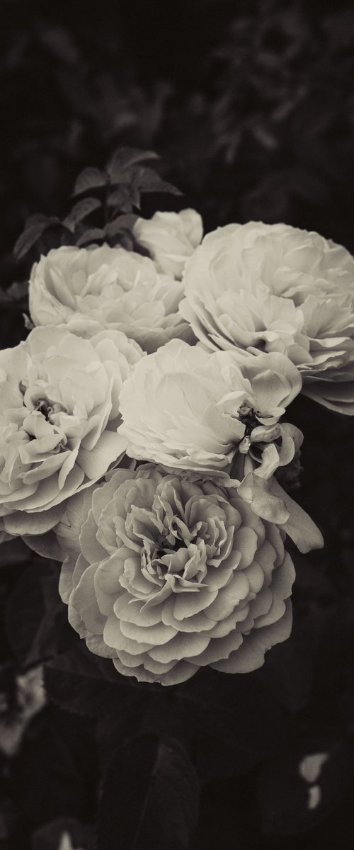 Roses at Inishbeg by Jo Kemp