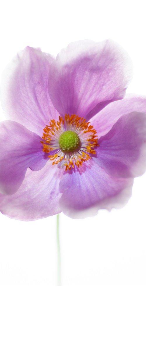 Honeysuckle by Fiona Young