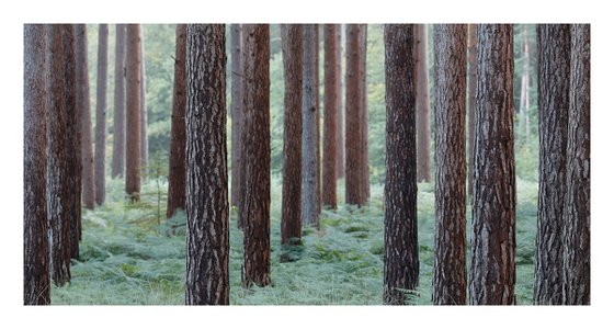 New Forest Pano VII