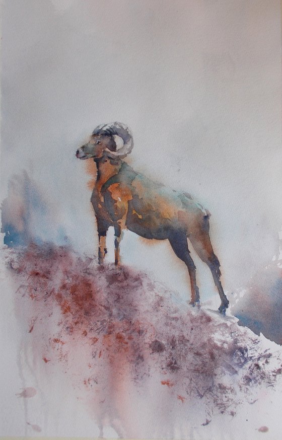 mouflon 2