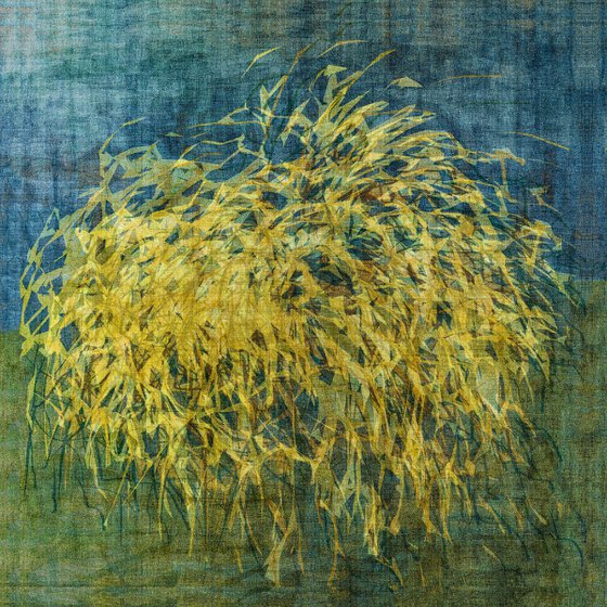 Wananka Pampass Grass  101 x 101cm