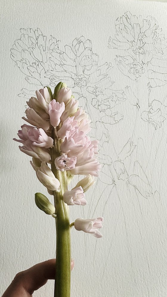 Blush in bloom original hyacinth watercolour