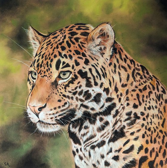 Leopards Watchful Eye II