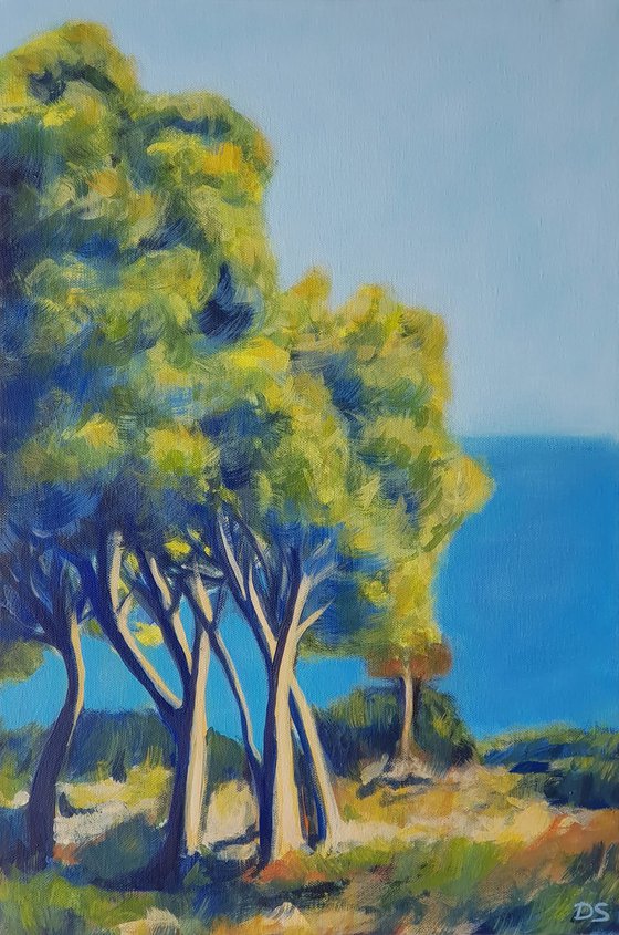 Pine Trees in Croatia