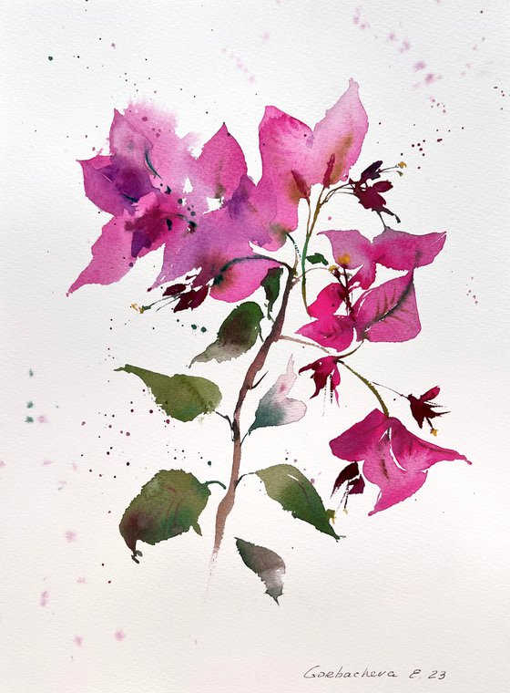 Bougainvillea #2