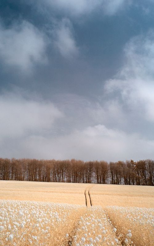 Colonnade Of Trees #2, Kithurst Hill by Ed Watts