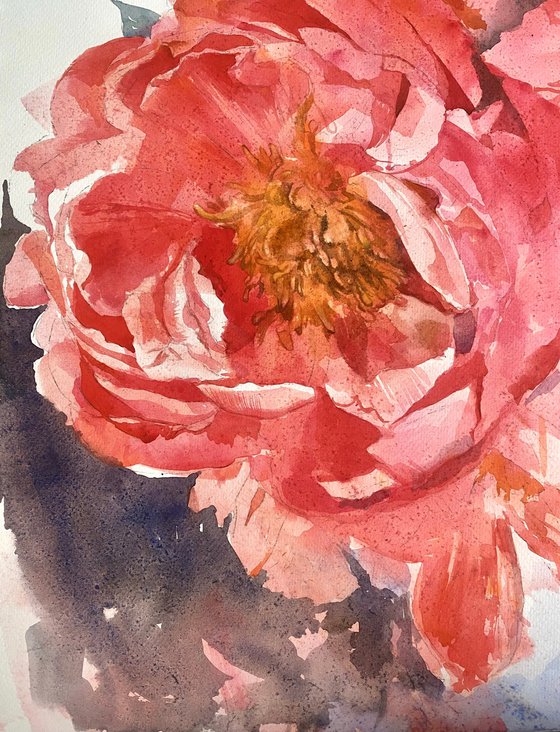 Peonies #1