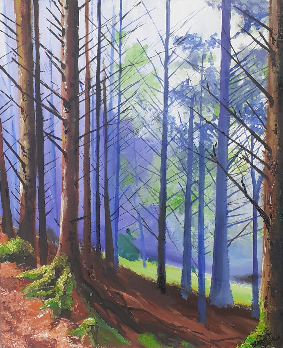 Forest Walk by Cathal Gallagher