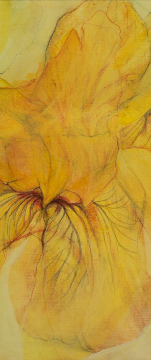 Yellow Iris by Marija Zdravkovic
