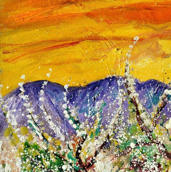 Cherrytrees in spring