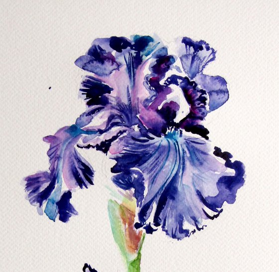 Iris