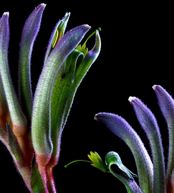 Masquerade kangaroo paw