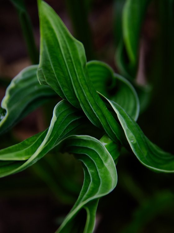 Interwoven Green