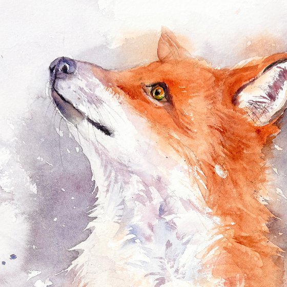 Red Fox _Winter's Watch