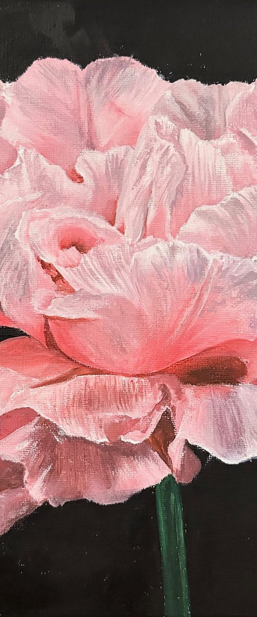 Luminous by Jill Aspin