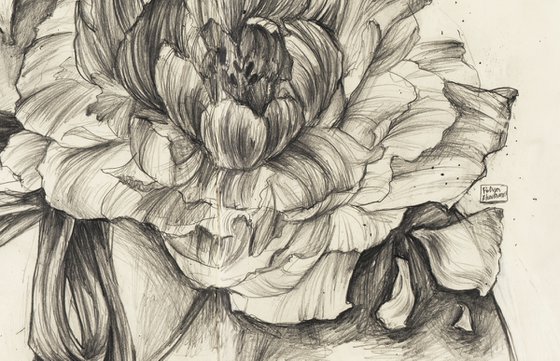 NIGHT PEONY DRAWING