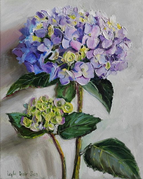 Purple hydrangea flower by Leyla Demir
