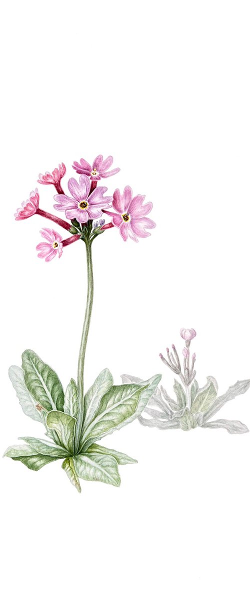 Haller's primrose by Tetiana Kovalova