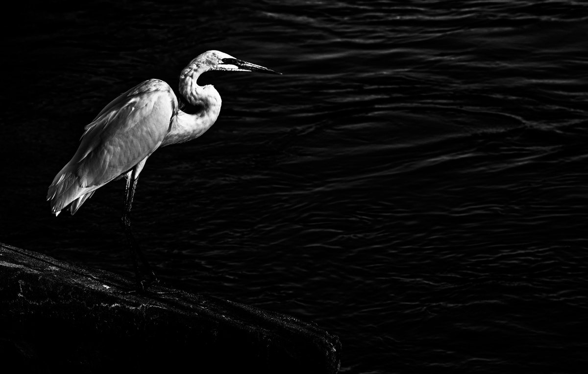 Animal Photograph By David Huntzinger, 28 X 17, Silent Sentinel By The Waters, Original Artwork