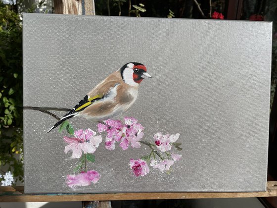 Goldfinch on Cherry Blossom