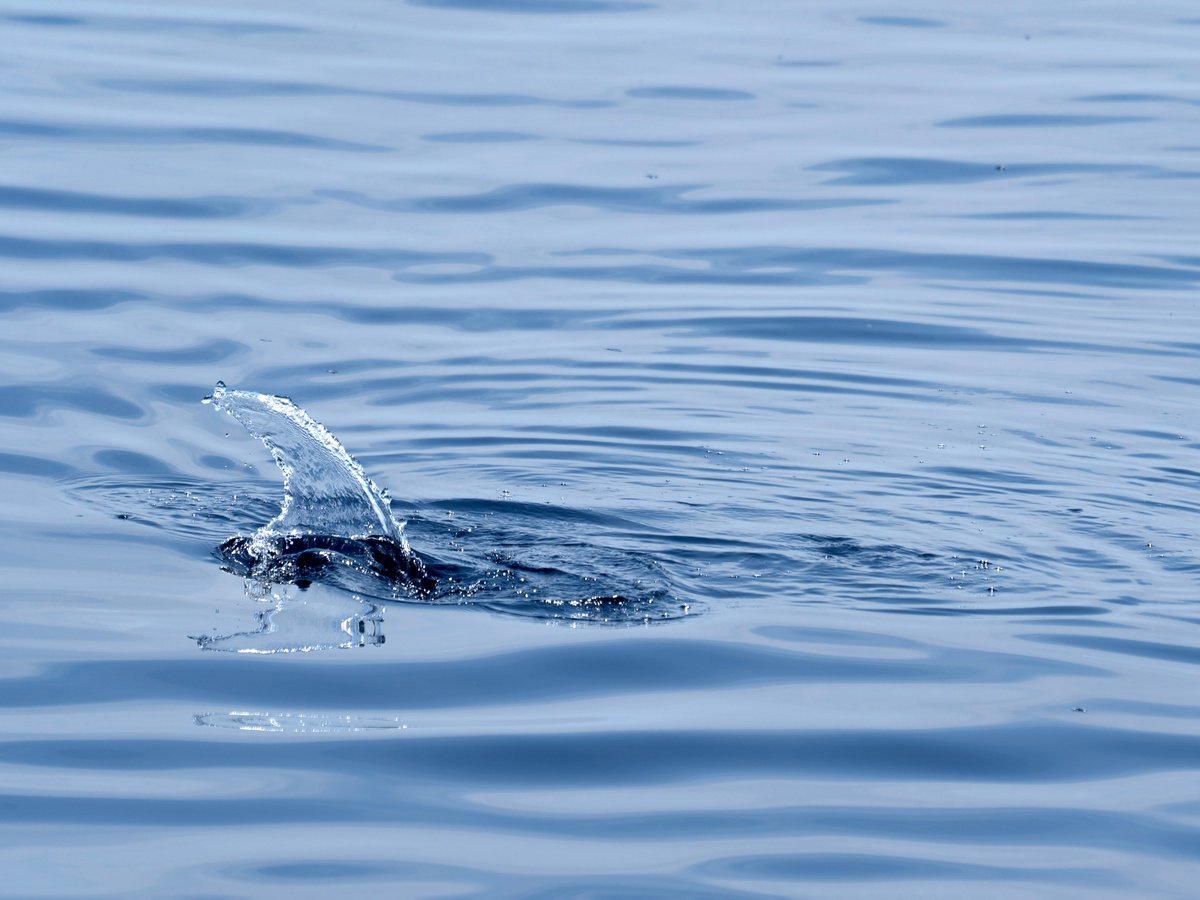 DOLPHIN WAKE by Fabio Accorri?