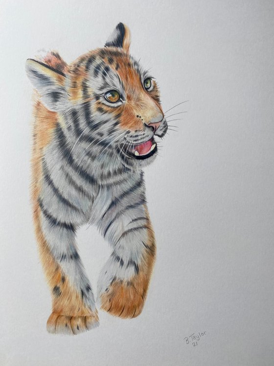 Tiger drawing