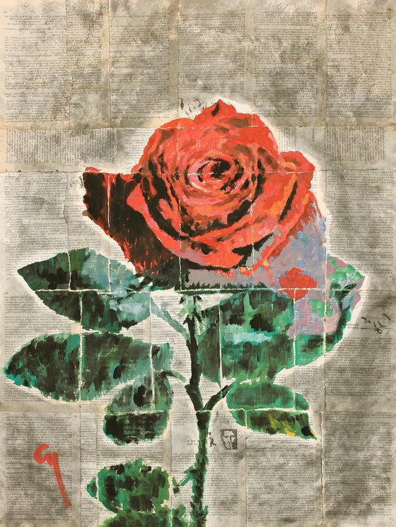 Red rose.