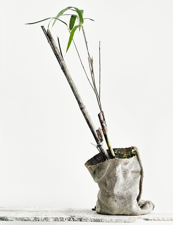 White Light#005-Bamboo-
