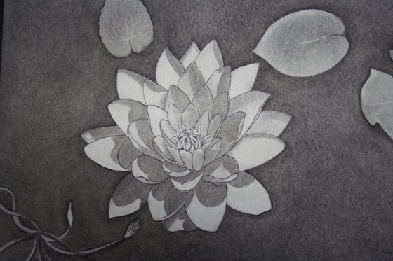 When the Water lilies bloom... - Plant Illustration