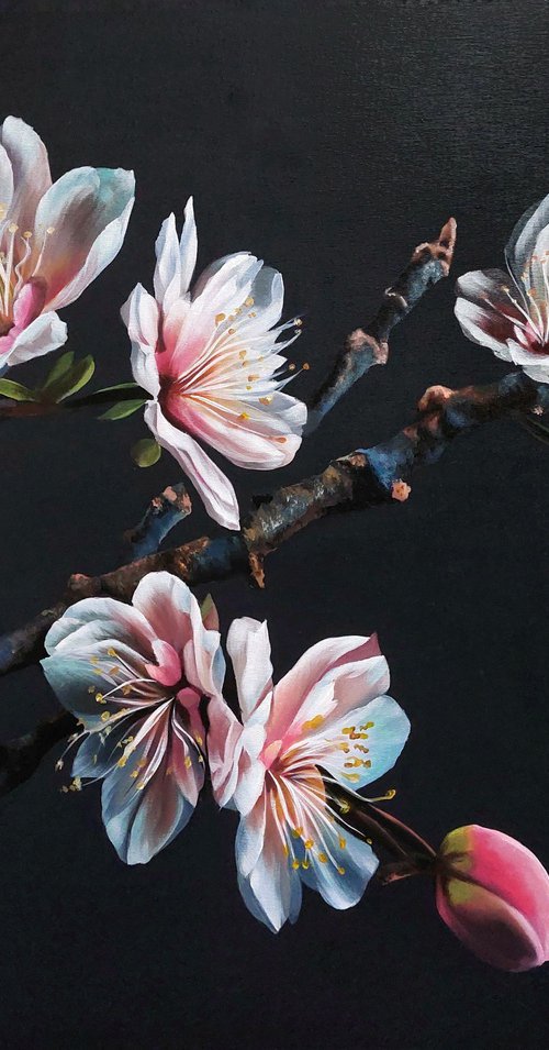 Cherry blossoms on a black background by Svitlana Brazhnikova