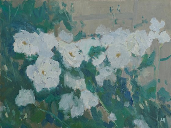 Iceberg Roses