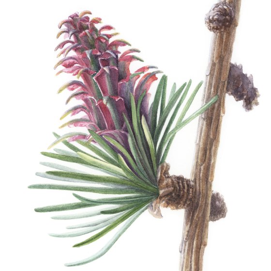 Larch Flowers
