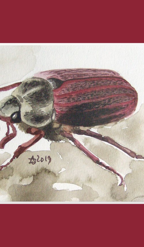 Cockchafer by Jolanta Czarnecka