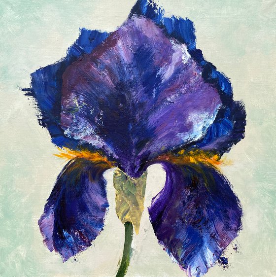 DARK BLUE IRIS