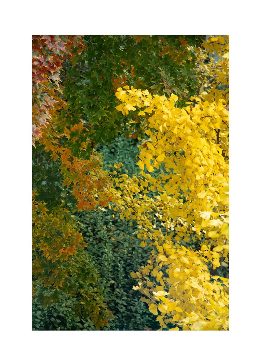 Photorealistic Landscape Photograph By Yuan Hua Jia, 20 X 28", Autumn Colors #2, Original Artwork