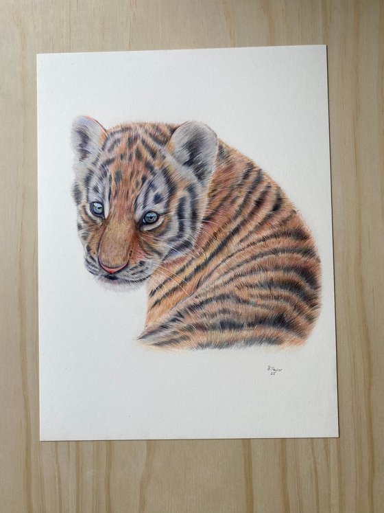 ‘Innocence’ Tiger cub drawing